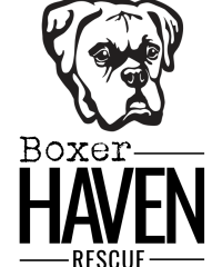 Boxer Haven Rescue