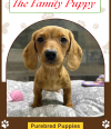 The Family Puppy